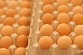 土佐ジローの卵は殻が硬く、まるで素朴な素焼きの陶器のよう。
